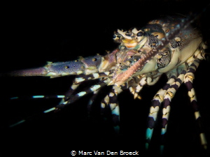 Black lobster by Marc Van Den Broeck 